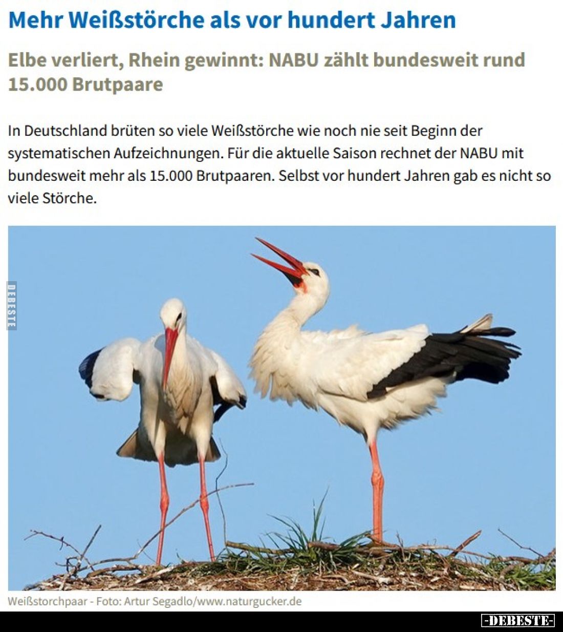Mehr Weißstörche als vor hundert Jahren.


Elbe verliert, Rhein gewinnt: NABU zählt bundesweit rund 15.000 Brutpaare.

...