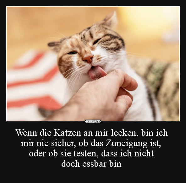 Wenn die Katzen an mir lecken, bin ich mir nie sicher.. - Lustige Bilder | DEBESTE.de