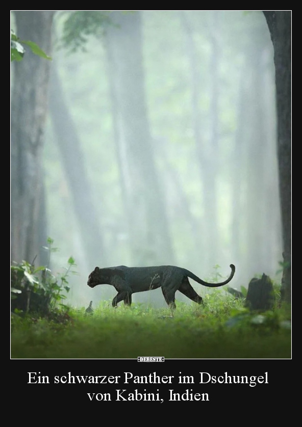 Ein schwarzer Panther im Dschungel von Kabini, Indien.. - Lustige Bilder | DEBESTE.de