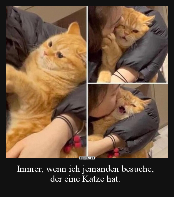 Immer, wenn ich jemanden besuche, der eine Katze hat... - Lustige Bilder | DEBESTE.de