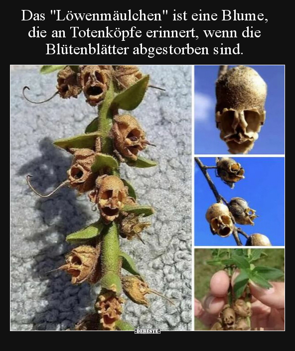Das "Löwenmäulchen" ist eine Blume, die an Totenköpfe.. - Lustige Bilder | DEBESTE.de