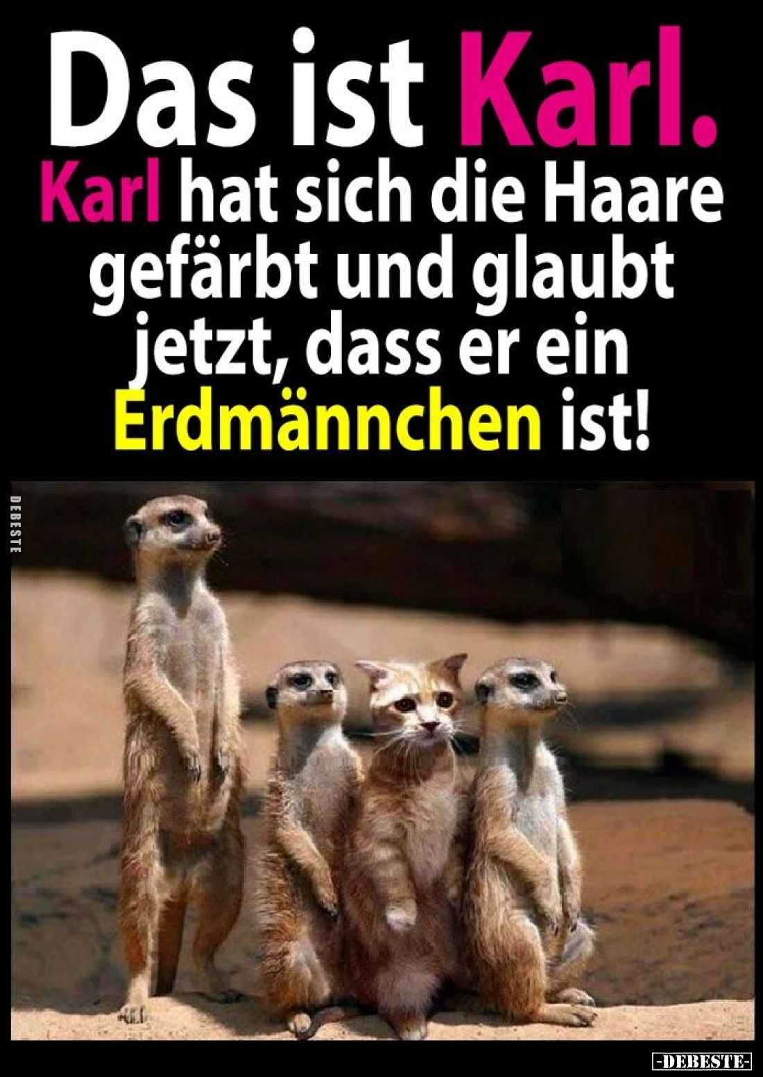 Das ist Karl. Karl hat sich die Haare gefärbt und glaubt jetzt, dass er ein
Erdmännchen ist!