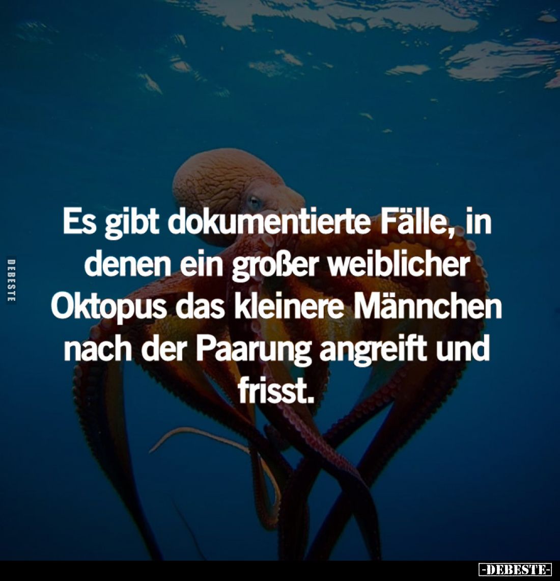 Es gibt dokumentierte Fälle, in denen ein großer weiblicher Oktopus das kleinere Männchen nach der Paarung angreift und friss...