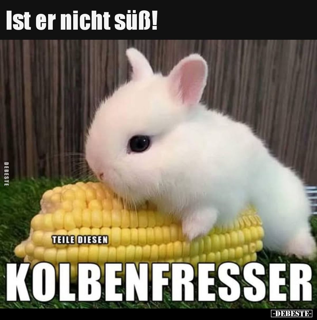 Ist er nicht süß!
-
Teile diesen Kolbenfresser