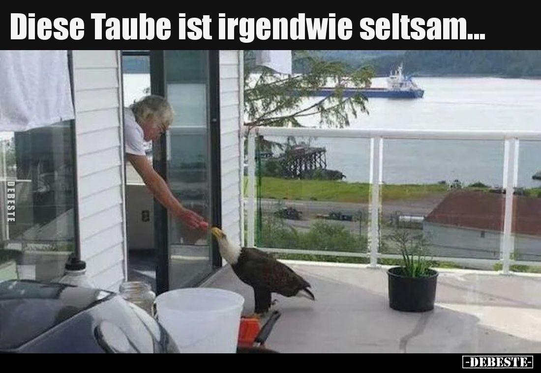 Diese Taube ist irgendwie seltsam.