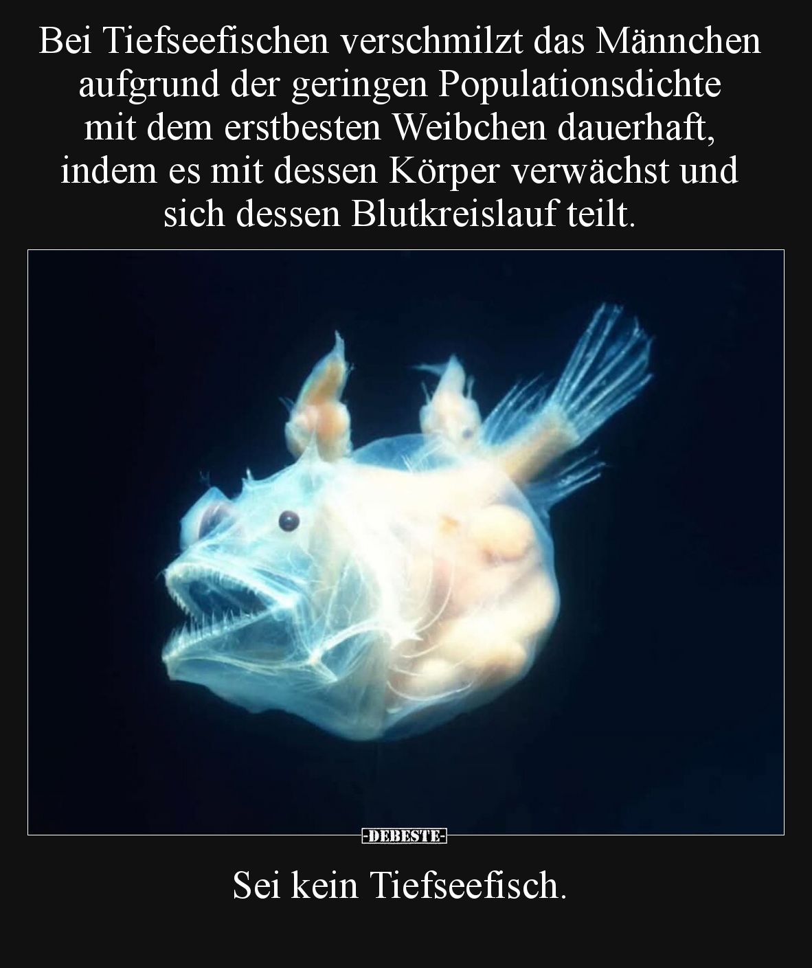 Bei Tiefseefischen verschmilzt das Männchen aufgrund der.. - Lustige Bilder | DEBESTE.de