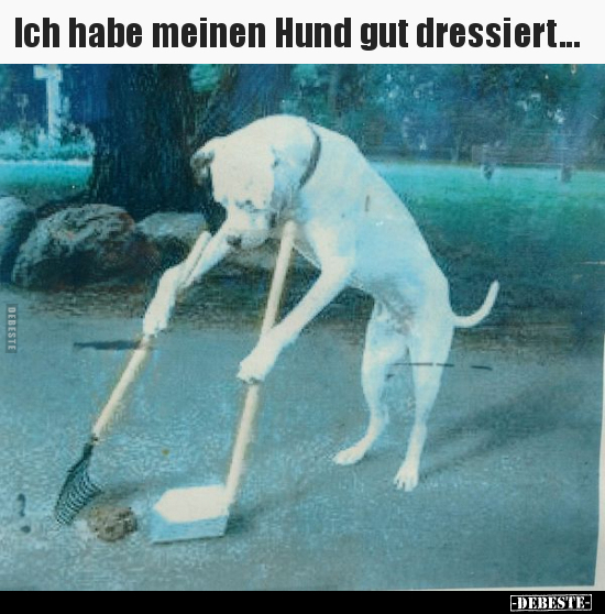 Hunde