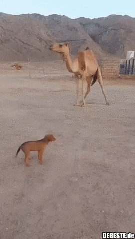 Kleiner Welpe will das Kamel küssen.. - Lustige Bilder | DEBESTE.de