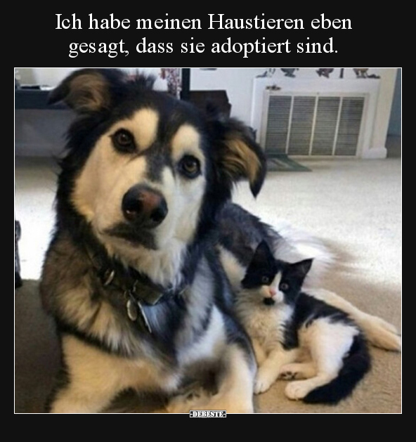 Ich habe meinen Haustieren eben gesagt, dass sie adoptiert.. - Lustige Bilder | DEBESTE.de