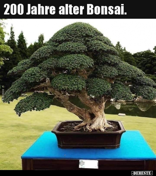200 Jahre alter Bonsai...