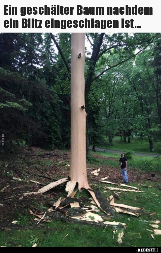 Ein geschälter Baum nachdem ein Blitz eingeschlagen.. - Lustige Bilder | DEBESTE.de