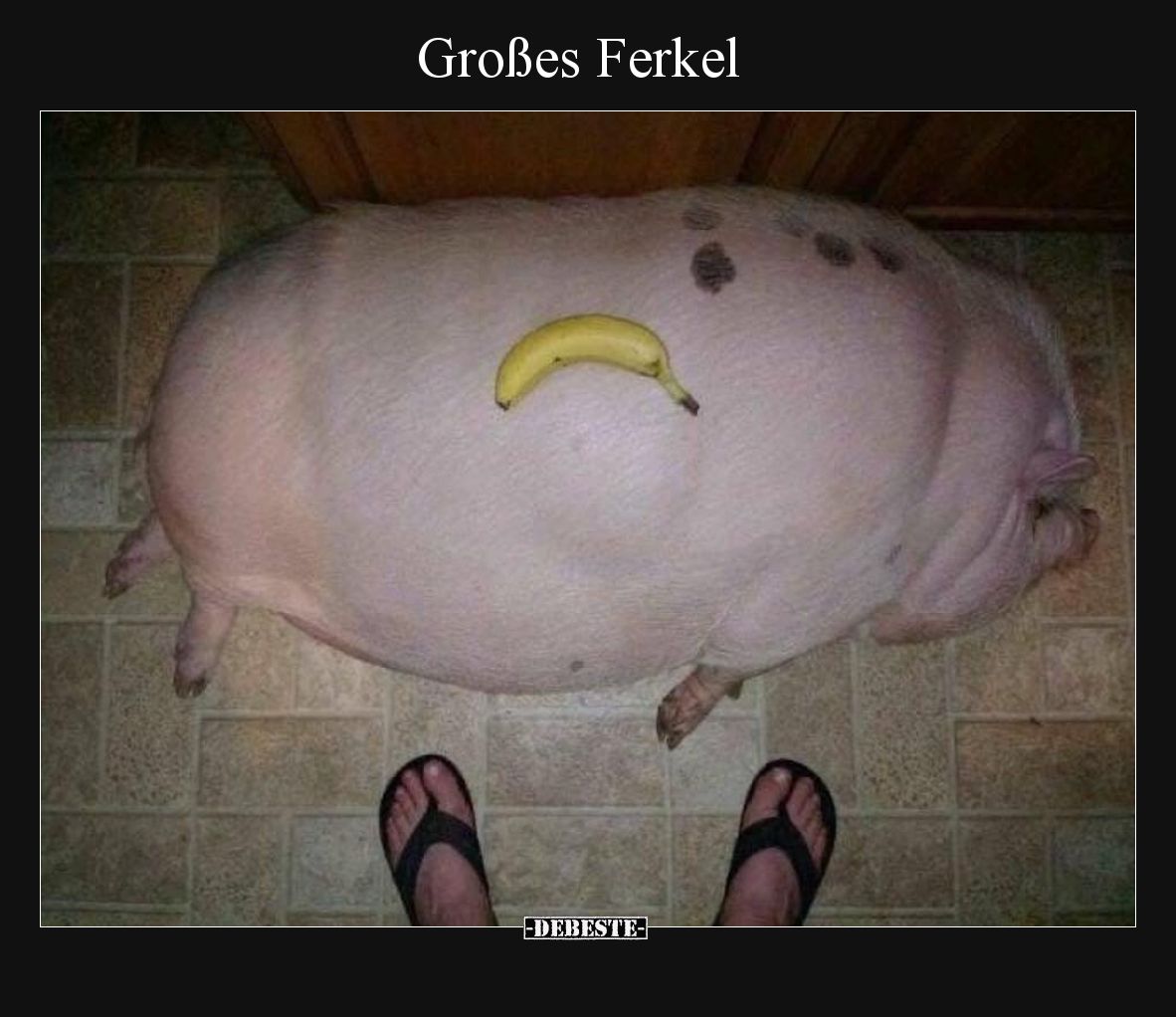 Großes Ferkel