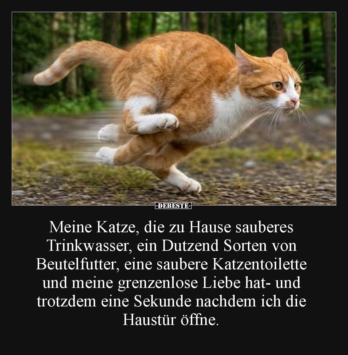 Meine Katze, die zu Hause sauberes Trinkwasser, ein Dutzend Sorten von Beutelfutter, eine saubere Katzentoilette und meine gr...