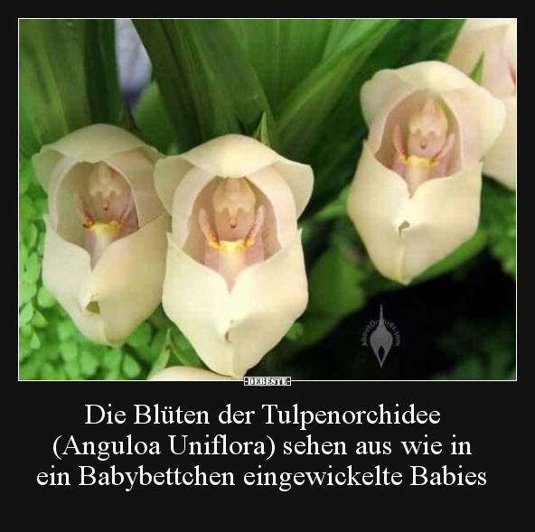 Die Blüten der Tulpenorchidee (Anguloa Uniflora) sehen.. - Lustige Bilder | DEBESTE.de