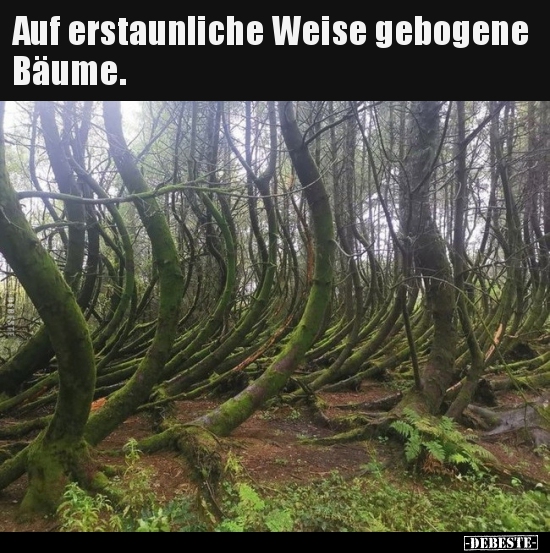 Auf erstaunliche Weise gebogene Bäume...