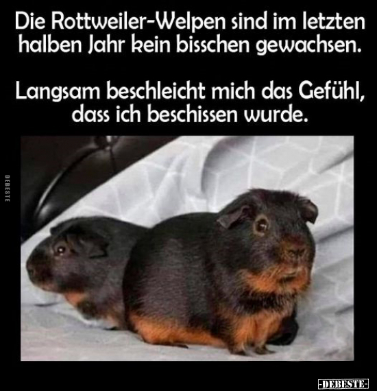 Die Rottweiler-Welpen sind im letzten halben Jahr.. - Lustige Bilder | DEBESTE.de