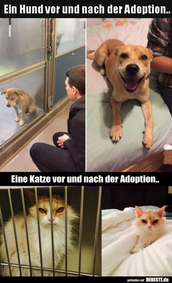 Ein Hund vor und nach der Adoption..