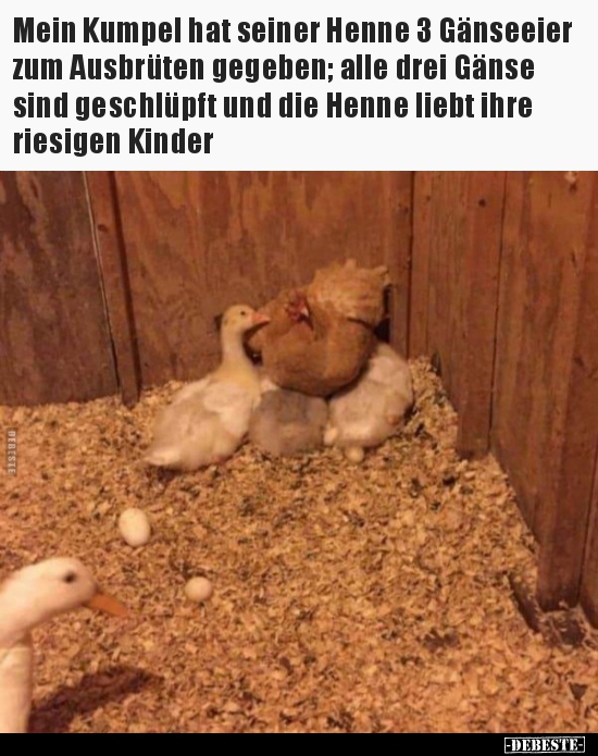 Mein Kumpel hat seiner Henne 3 Gänseeier zum Ausbrüten.. - Lustige Bilder | DEBESTE.de