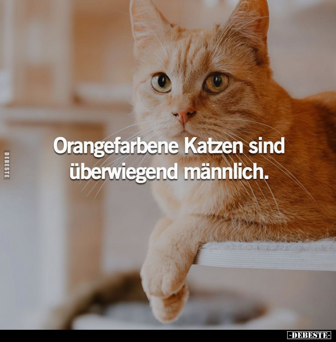 Orangefarbene Katzen sind überwiegend männlich.