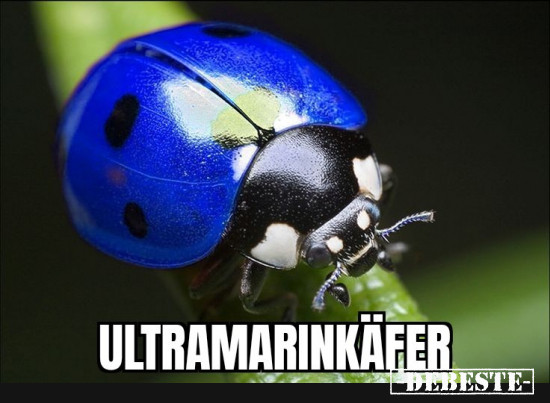 Die Idee war nur als wortwitz gedacht, aber die Viecher scheint es wirklich zu geben. - Lustige Bilder | DEBESTE.de