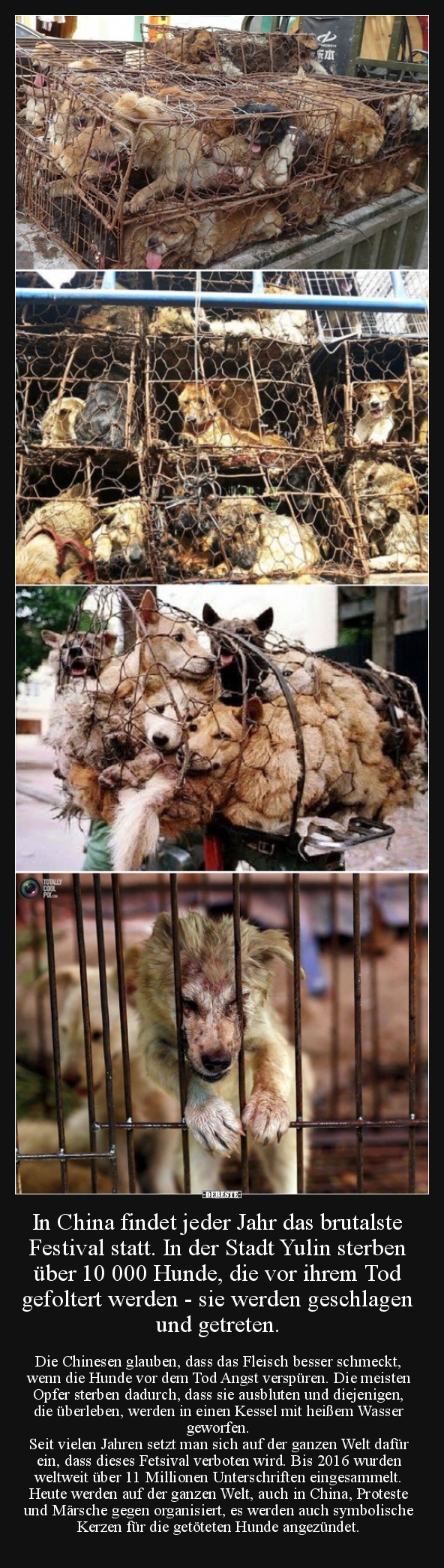 In China findet jeder Jahr das brutalste Festival statt...