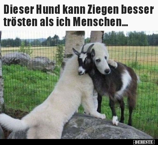 Dieser Hund kann Ziegen besser trösten als ich.. - Lustige Bilder | DEBESTE.de
