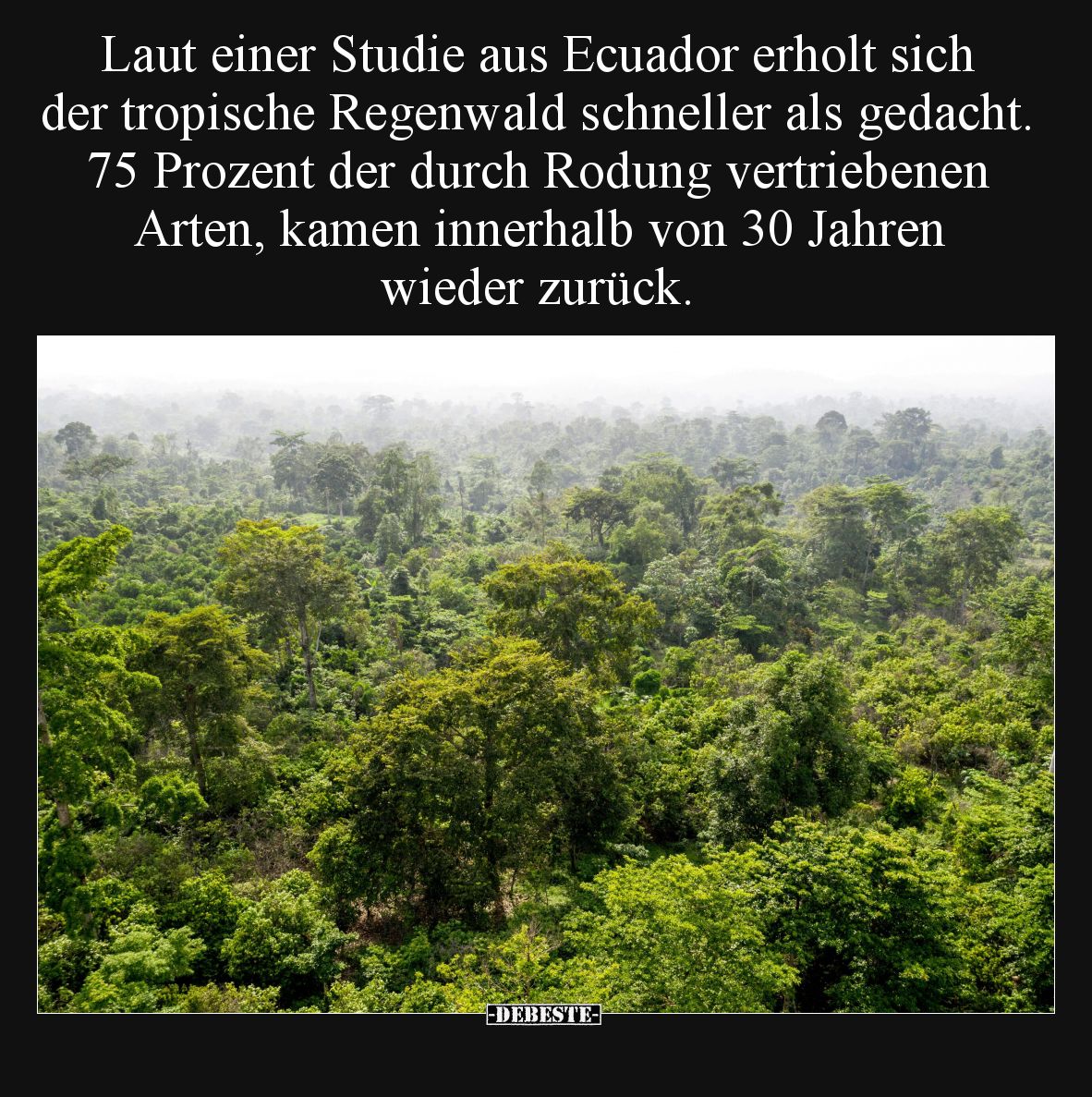 Laut einer Studie aus Ecuador erholt sich der tropische Regenwald schneller als gedacht. 75 Prozent der durch Rodung vertrieb...