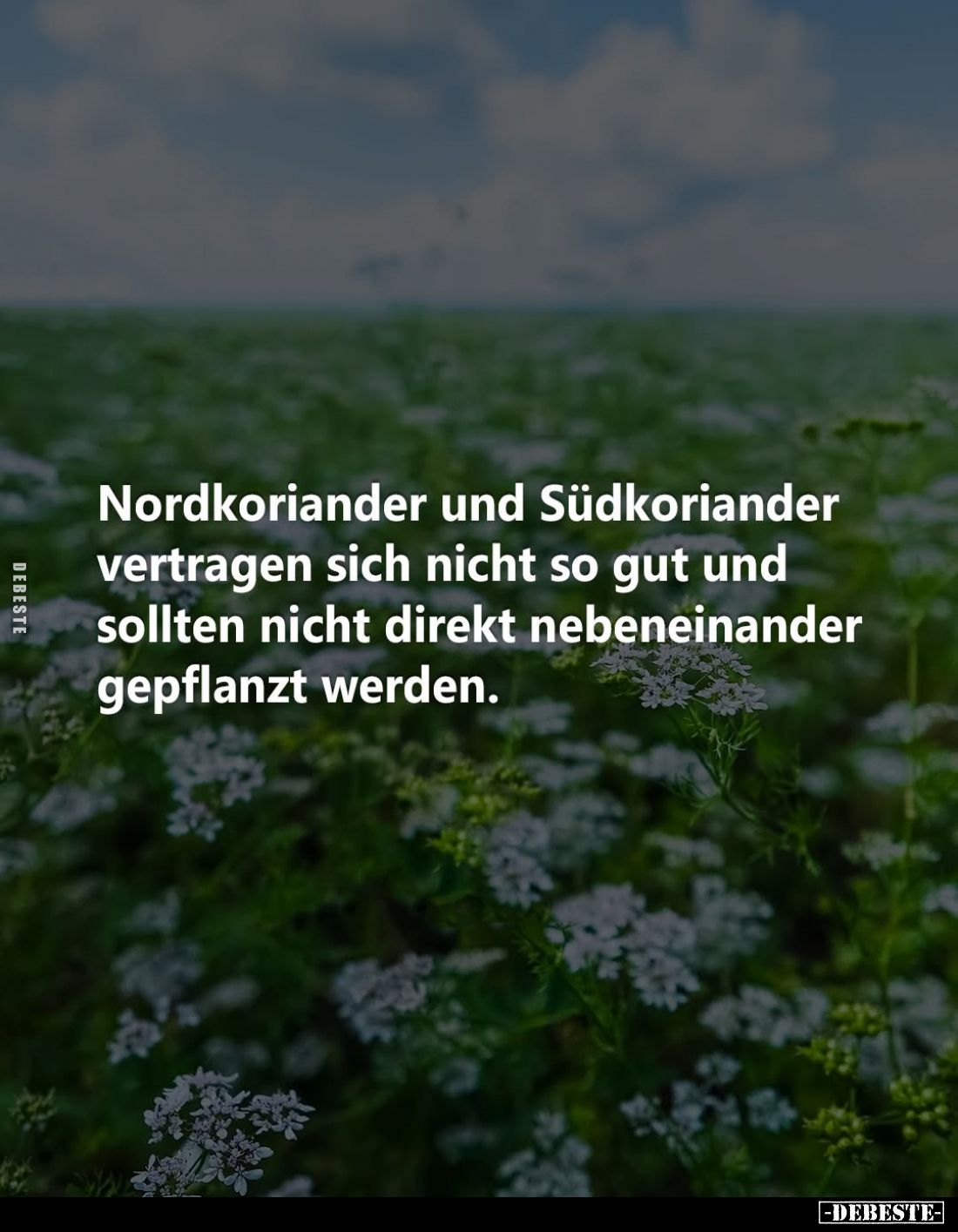 Nordkoriander und Südkoriander vertragen sich nicht so gut und sollten nicht direkt nebeneinander gepflanzt werden.