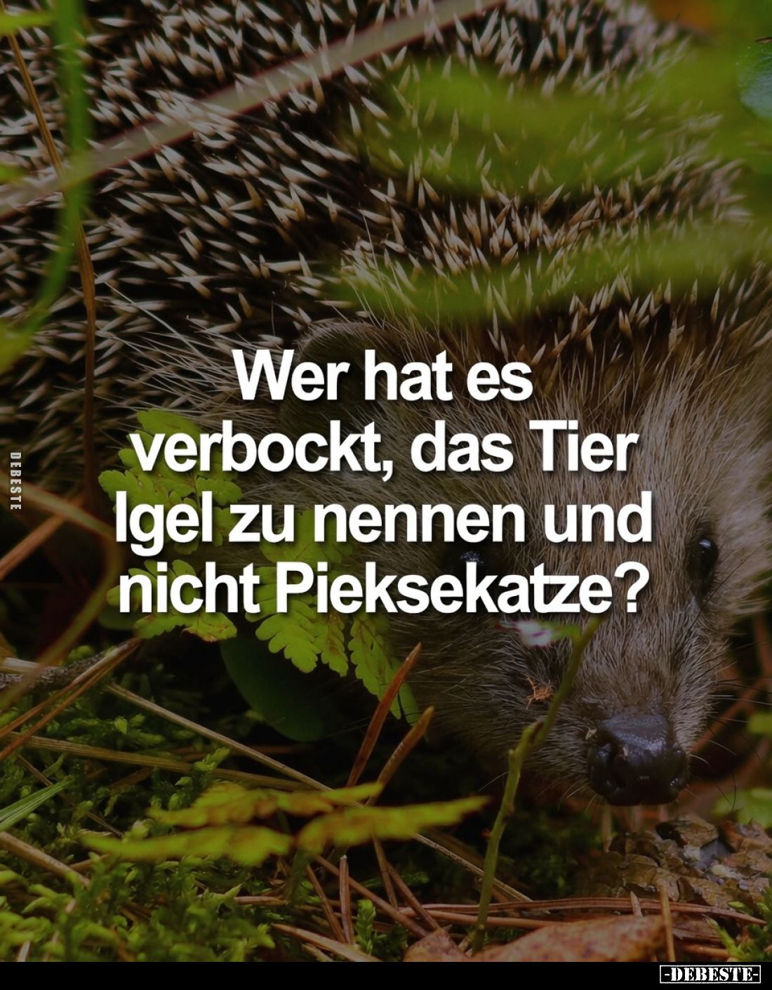 Wer hat es verbockt, das Tier Igel zu nennen und nicht Pieksekatze?