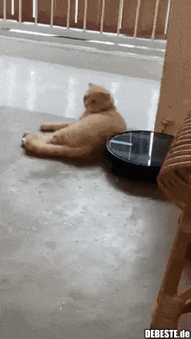 Ein Massageroboter für Katzen