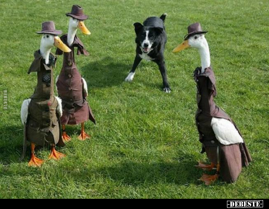  - Lustige Bilder | DEBESTE.de