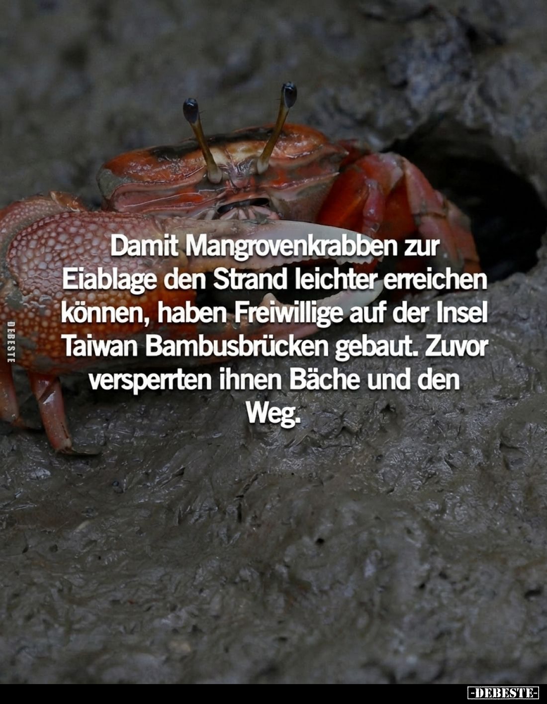 Damit Mangrovenkrabben zur Eiablage den Strand.. - Lustige Bilder | DEBESTE.de