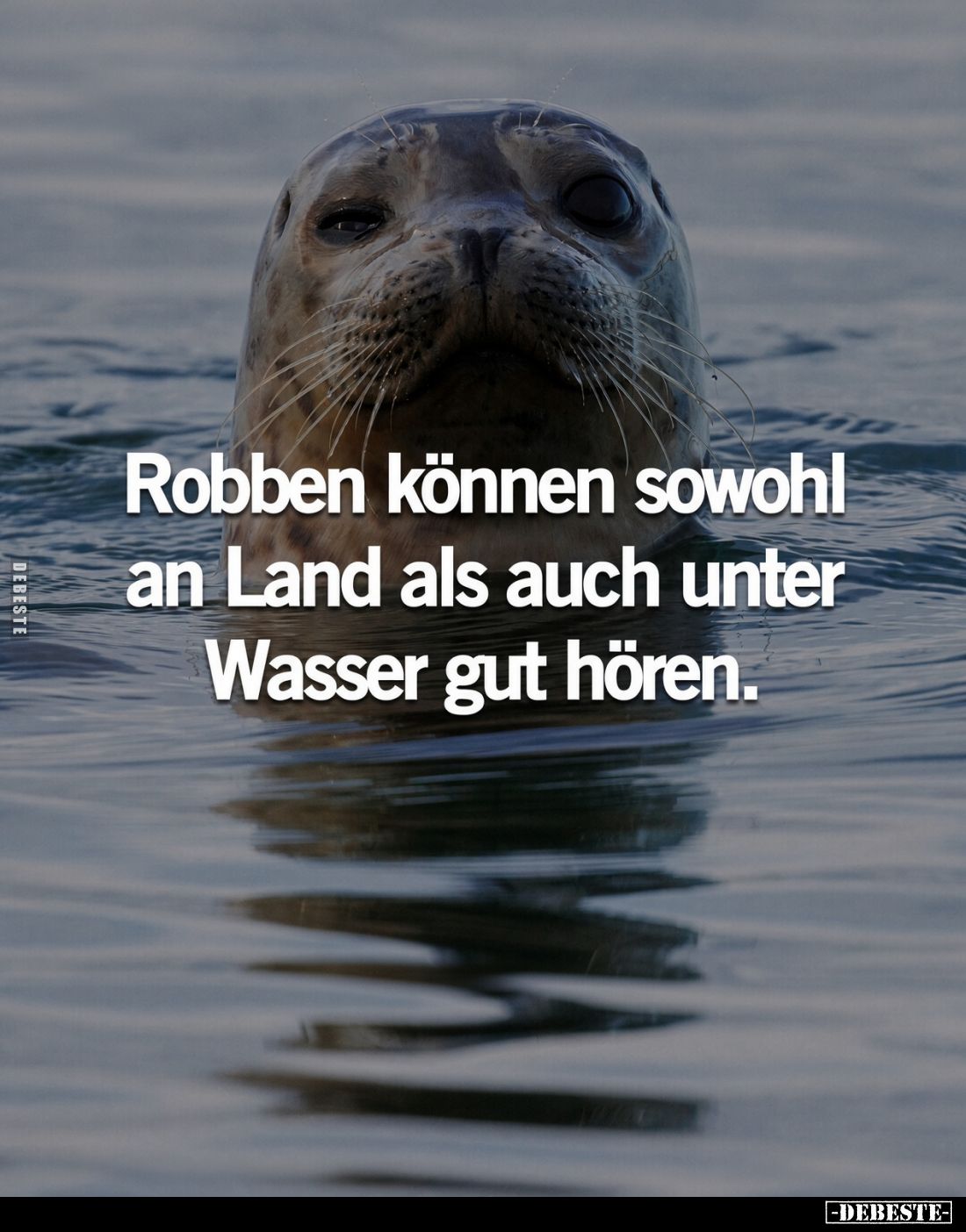Robben können sowohl an Land als auch unter Wasser gut hören.