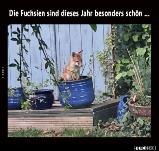 Die Fuchsien sind dieses Jahr besonders schön... - Lustige Bilder | DEBESTE.de