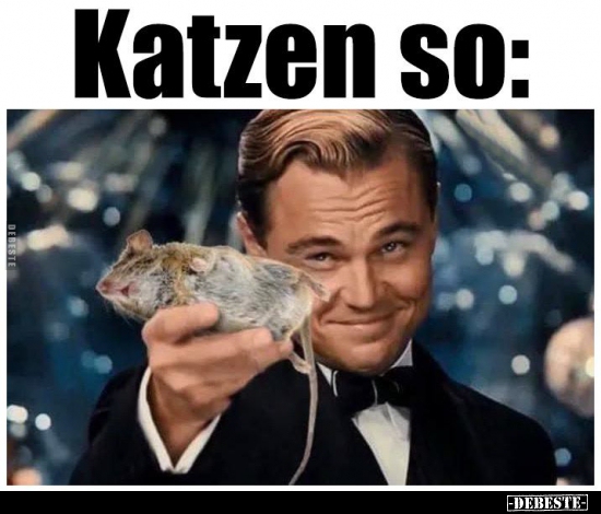 Katzen so..