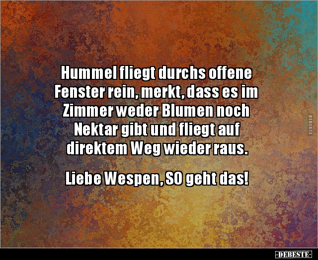 Hummel fliegt durchs offene Fenster rein, merkt, dass.. - Lustige Bilder | DEBESTE.de