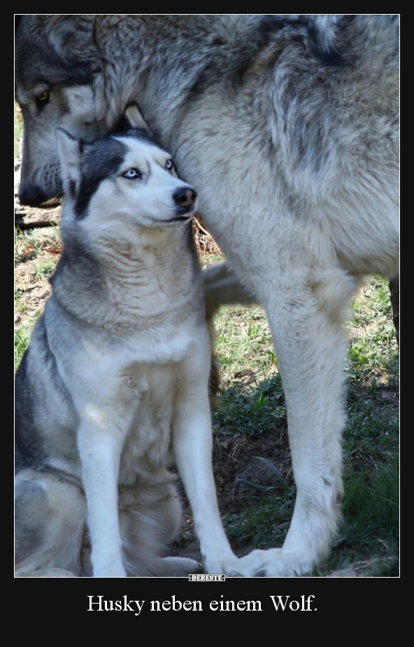 Husky neben einem Wolf... - Lustige Bilder | DEBESTE.de