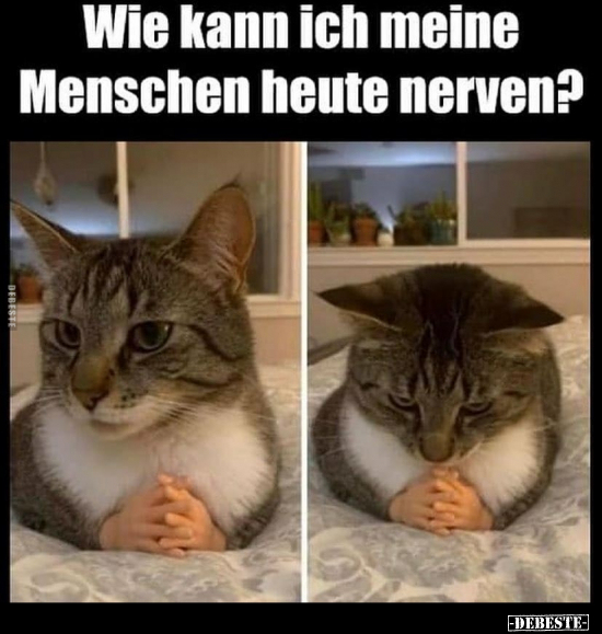 Wie kann ich meine Menschen heute nerven?.. - Lustige Bilder | DEBESTE.de