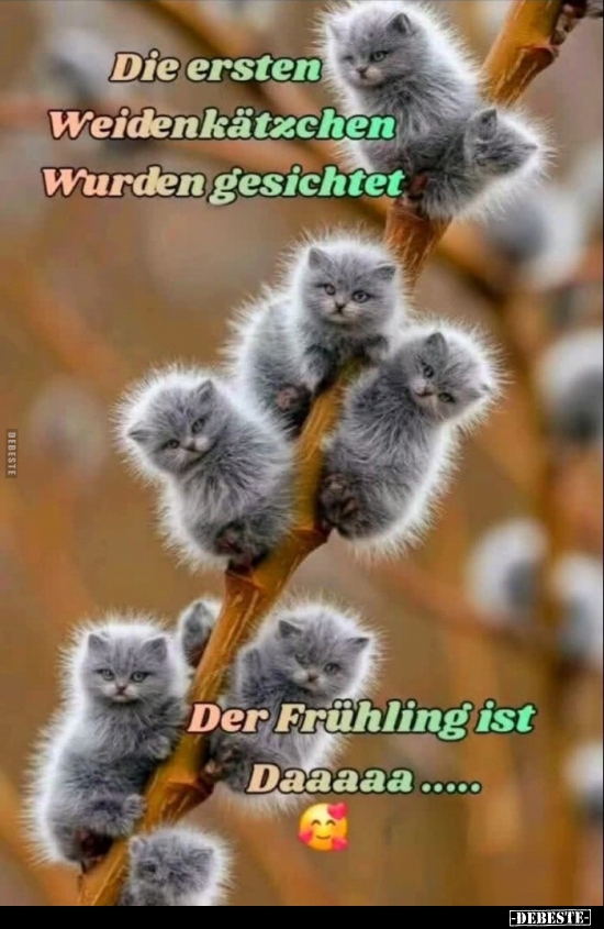 Die ersten Weidenkätzchen Wurden gesichtet 
-
Der Frühling ist Daaaaa.....