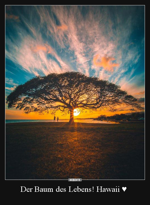 Der Baum des Lebens! Hawaii ♥.. - Lustige Bilder | DEBESTE.de