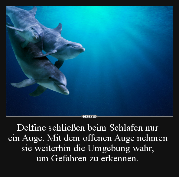 Delfine schließen beim Schlafen nur ein Auge.. - Lustige Bilder | DEBESTE.de