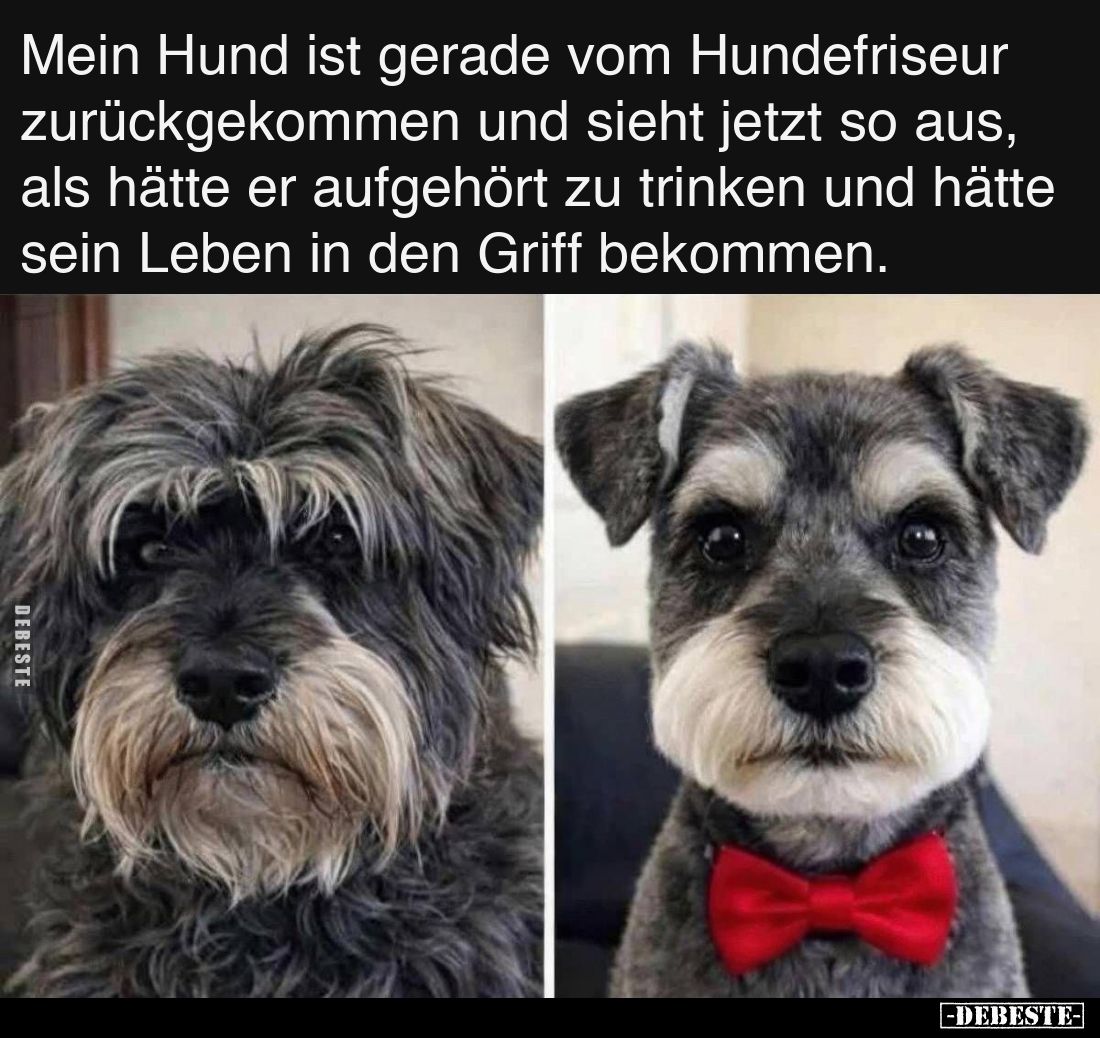 Mein Hund ist gerade vom Hundefriseur zurückgekommen und sieht jetzt so aus, als hätte er aufgehört zu trinken und hätte sein...