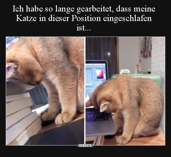 Ich habe so lange gearbeitet, dass meine Katze in dieser.. - Lustige Bilder | DEBESTE.de