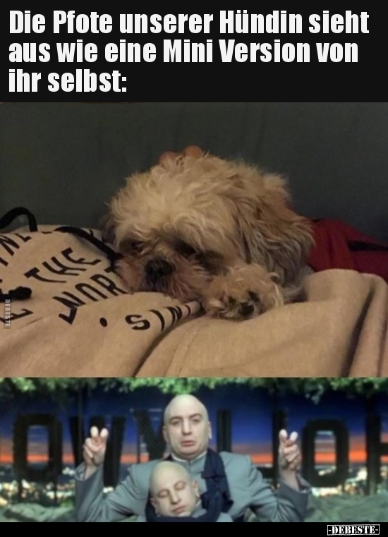 Die Pfote unserer Hündin sieht aus wie eine Mini Version.. - Lustige Bilder | DEBESTE.de