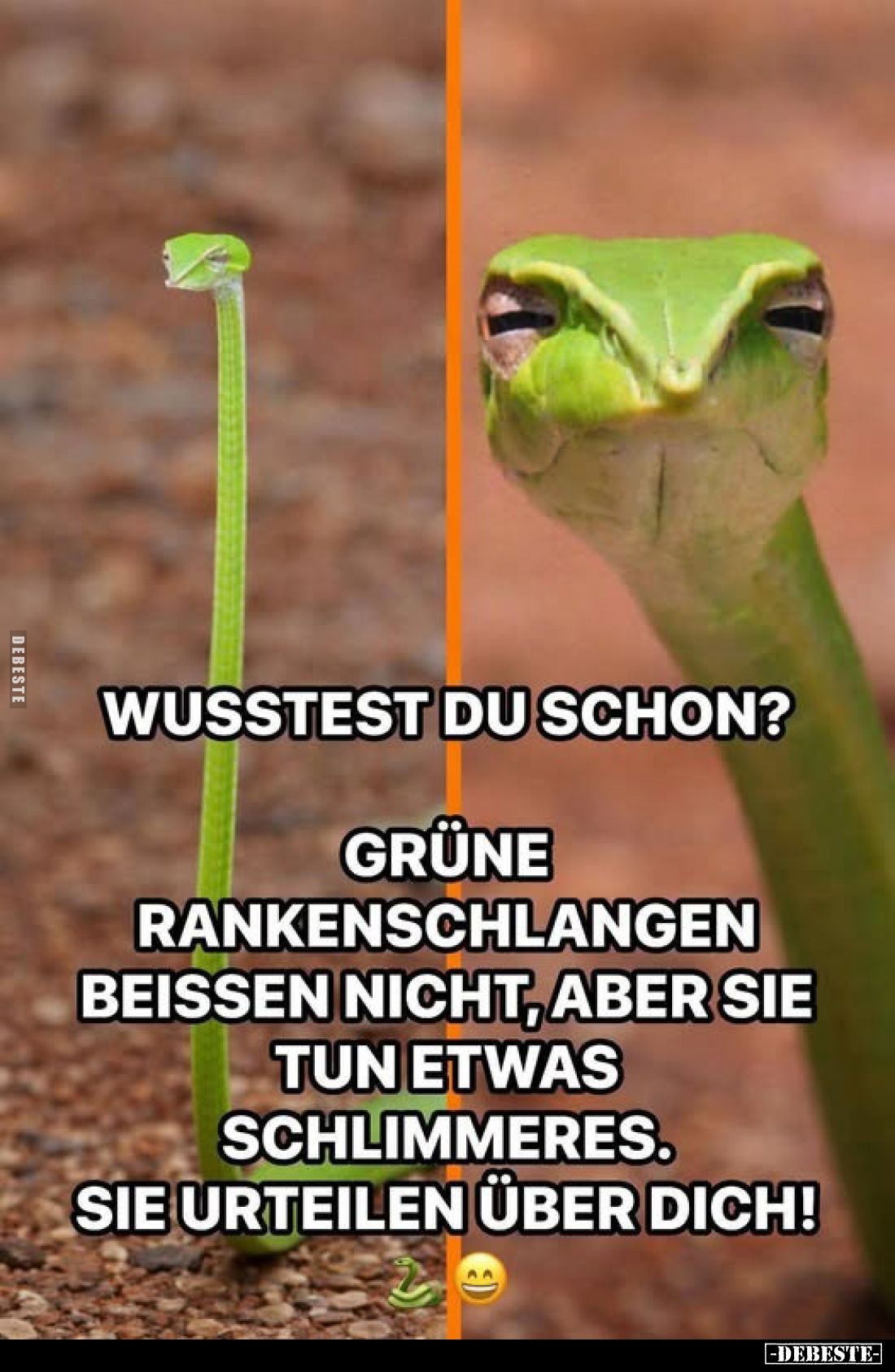 Wusstest du schon?
Grüne Rankenschlangen beissen nicht, aber sie tun etwas Schlimmeres.
Sie urteilen über dich!