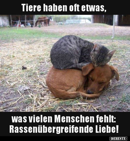 Tiere haben oft etwas, was vielen Menschen fehlt.. - Lustige Bilder | DEBESTE.de