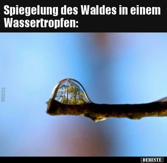 Spiegelung des Waldes in einem Wassertropfen.. - Lustige Bilder | DEBESTE.de