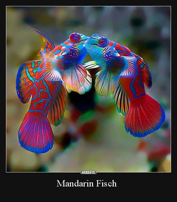 Mandarin Fisch..