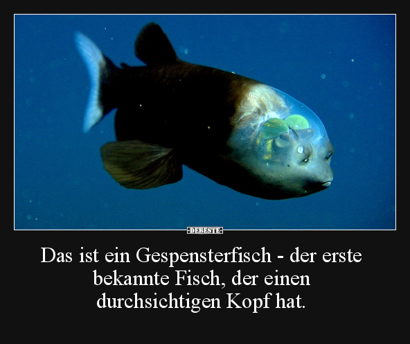 Das ist ein Gespensterfisch.. - Lustige Bilder | DEBESTE.de