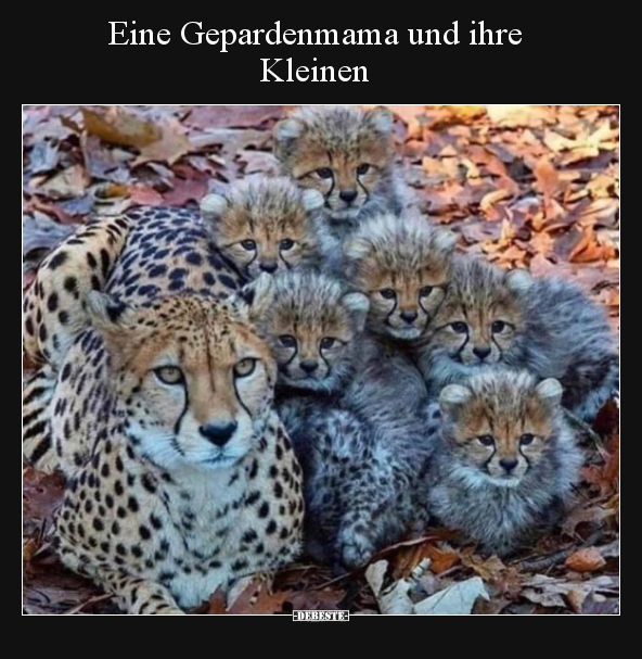 Eine Gepardenmama und ihre Kleinen.. - Lustige Bilder | DEBESTE.de